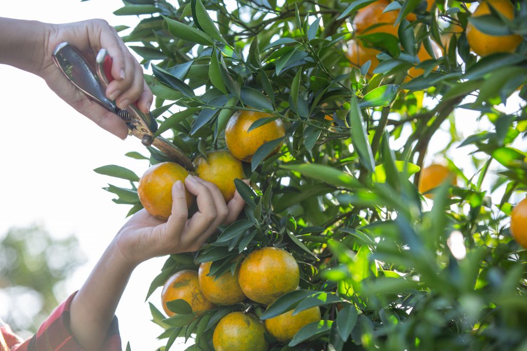 Servicios agrícolas en Castellón
